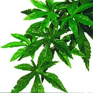 Abuliton S Plastväxt Exoterra