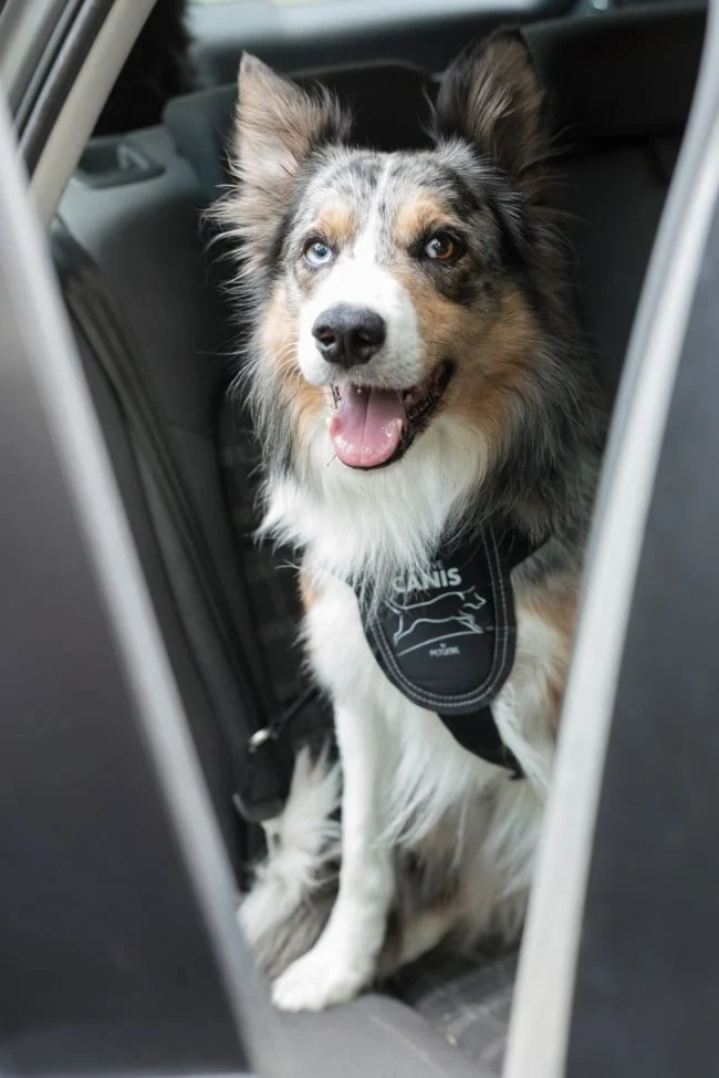 Active Canis Bilsele - Image 2