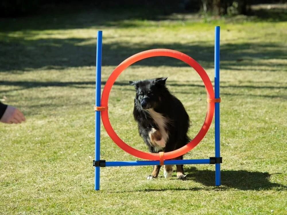 Agility Hoppring Set