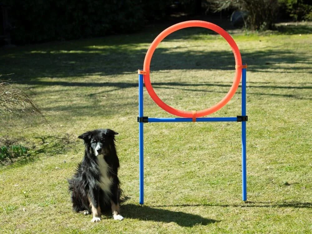 Agility Hoppring Set - Image 2