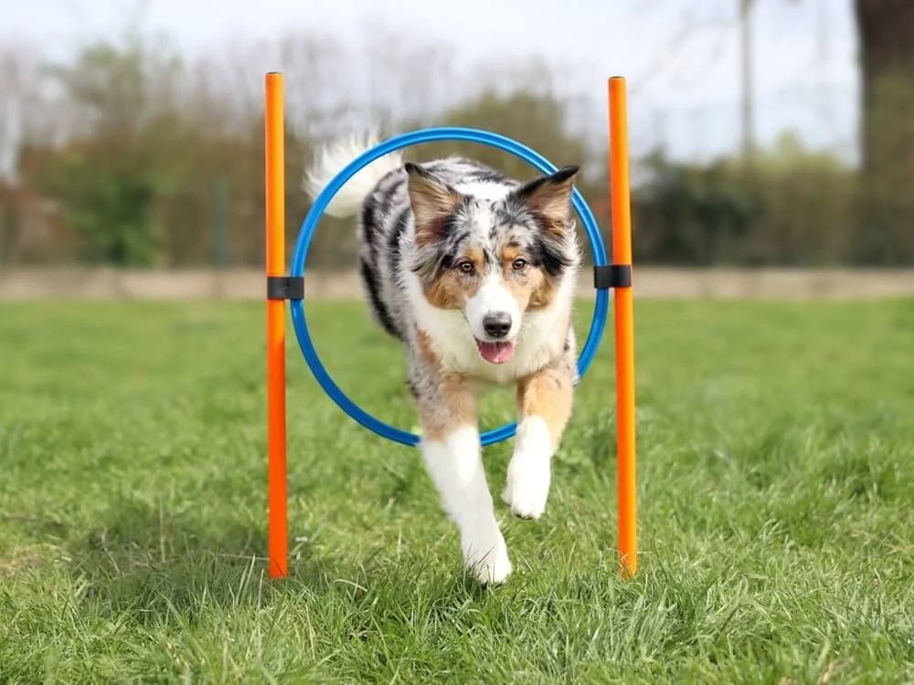 Agility Set 22 Delar - Image 2