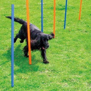 Agility Slalom 12stpinnar