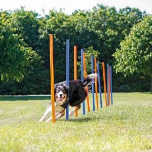 Agility Slalompinnar