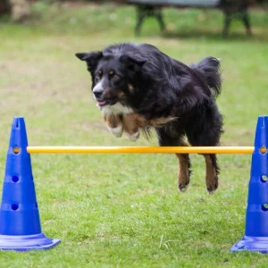 Agility Slalompinne 100cm