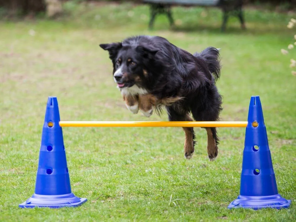 Agility Slalompinne 100cm