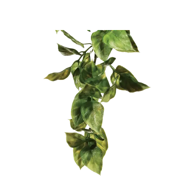 Amapallo Plastväxt