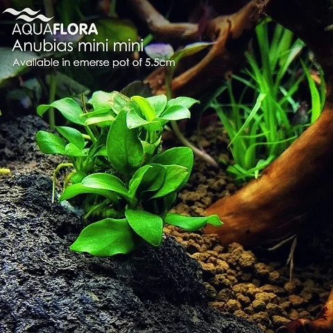 Anubias barteri var. nana mini mini