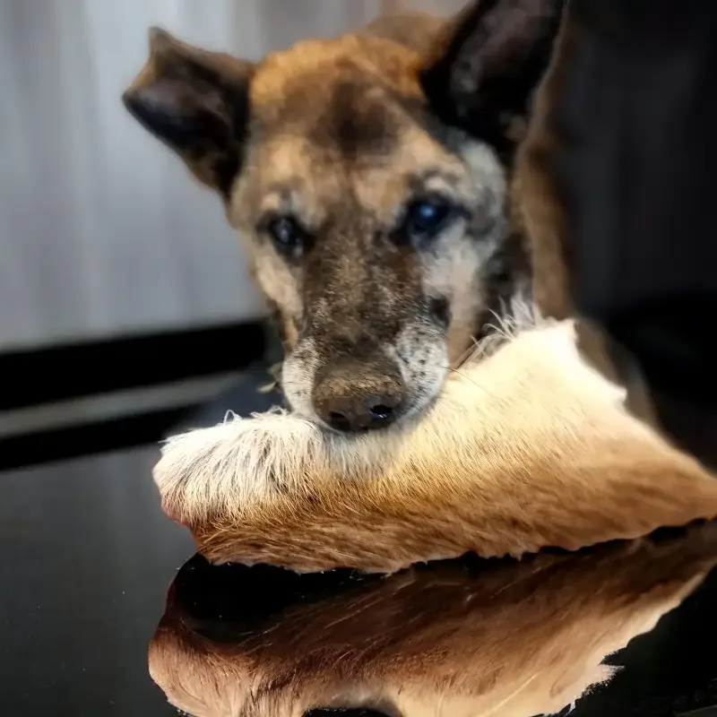 Berikningsleksak- svensk renpäls- som hunden FÅR slita i bitar
