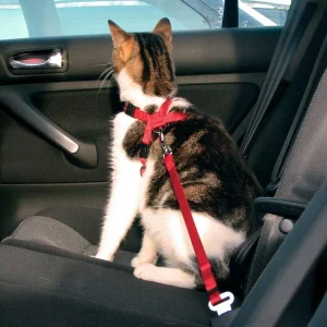 Bilsele till Katt