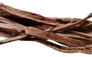 Catappa Bark 12st
