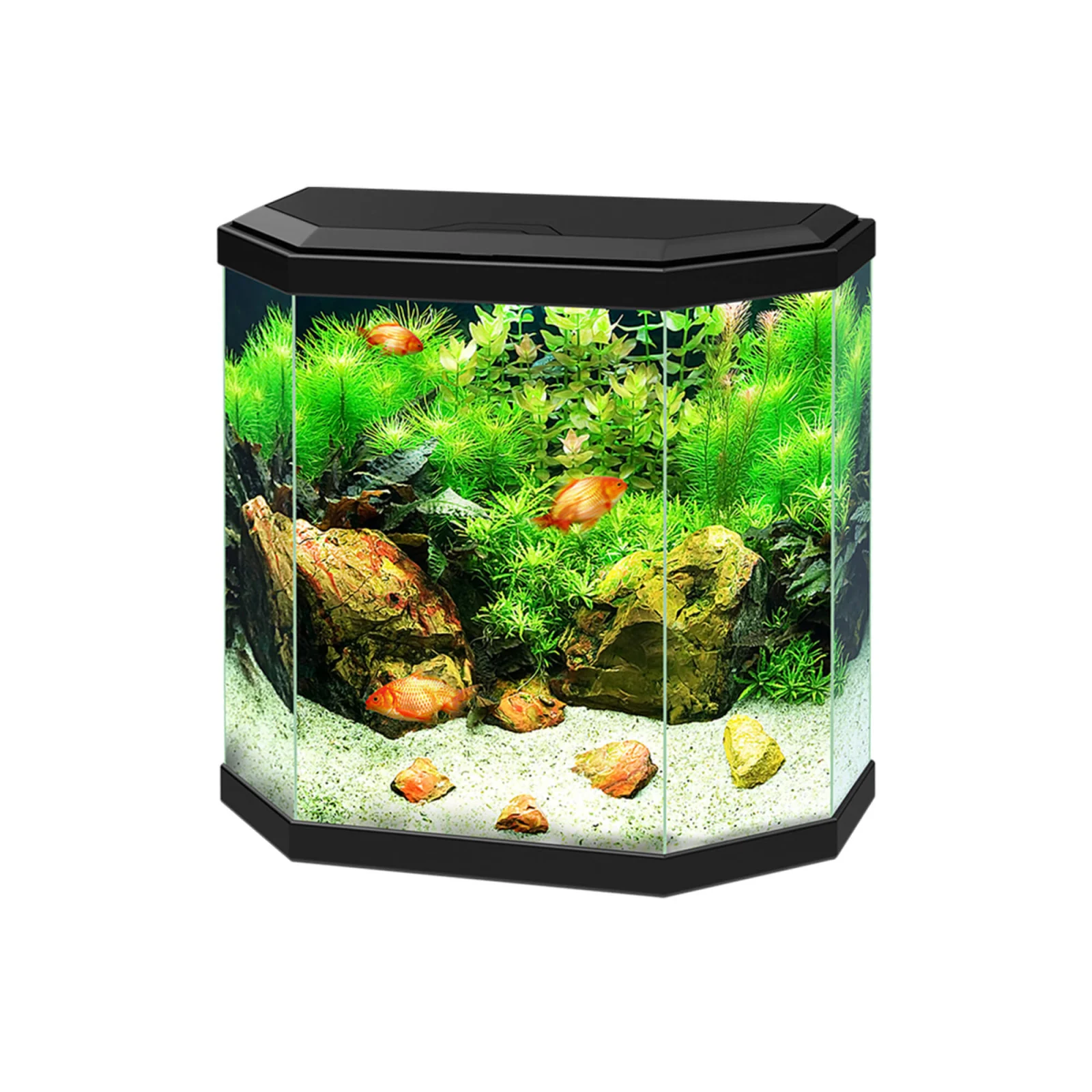 Ciano Aqua 30 Svart