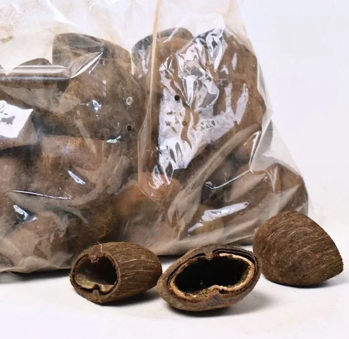 Cocos Pod 6–8 cm