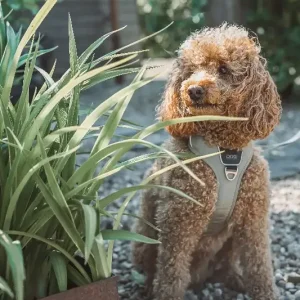 Comfort Walk Pro Sele – Dog Copenhagen