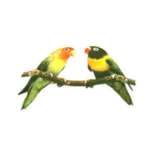 Dekal Agapornis mini