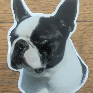 Dekal Fransk bulldog 1st