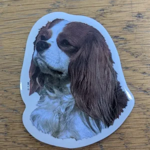 Dekal Liten cavalier king charles