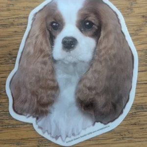 Dekal Liten cavalier king charles