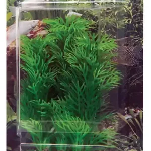 Dekorväxt Egeria 13cm Rabatter