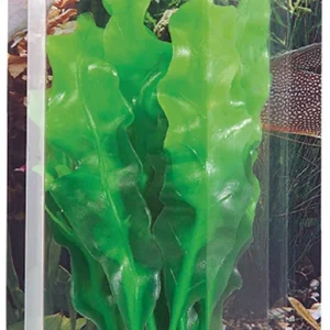 Dekorv盲xt Echinodrus 20cm