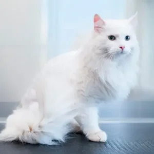 DELVIS KORTKLIPPNING FÖR KATT