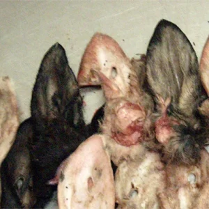 Emmzo BARF lammöron med päls 5 kg