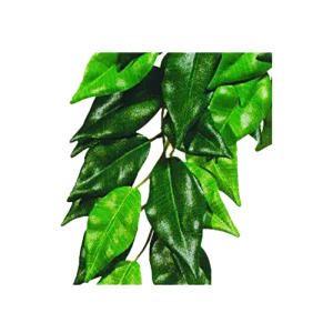 Ficus Plastväxt