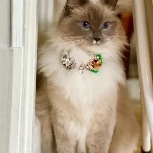 FLUGA eller ROSETT – när katten vill vara extra stilig