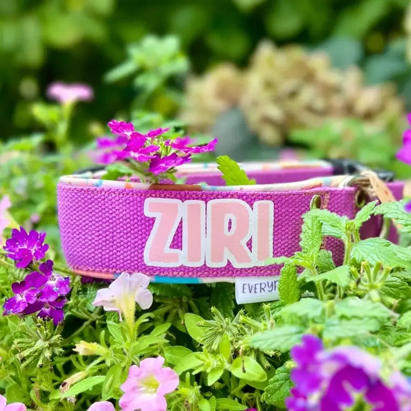 Halsband Lila Fast 4 cm – Ställbart