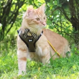 Handla nu Basic Cat Sporty Kattsele Grön