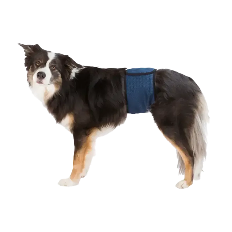 Hanhundsskydd Mörkblå