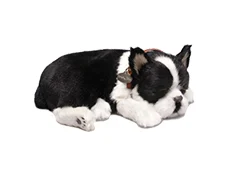 Hund Boston Terrier Perfectpetzzz orginal