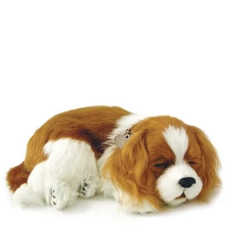 Hund cavalier king charles Perfectpetzzz* orginal