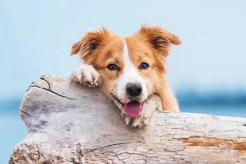 HUND – PRIVATKURS