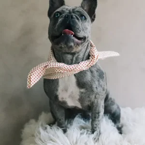 Hundscarf Österlen – Beige med Röda Prickar