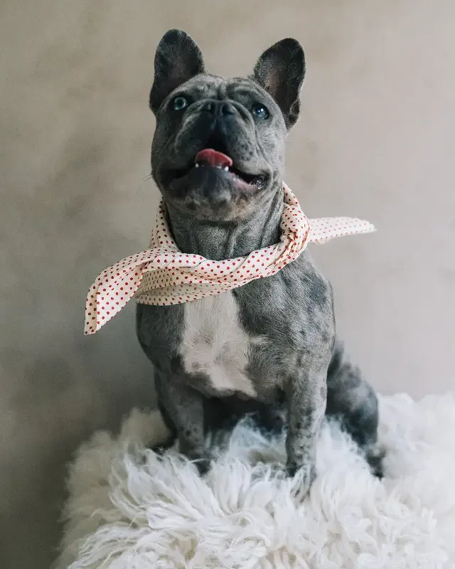 Hundscarf Österlen – Beige med Röda Prickar