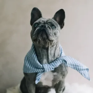Hundscarf Österlen – Blå och Vitrandig Marin Stil