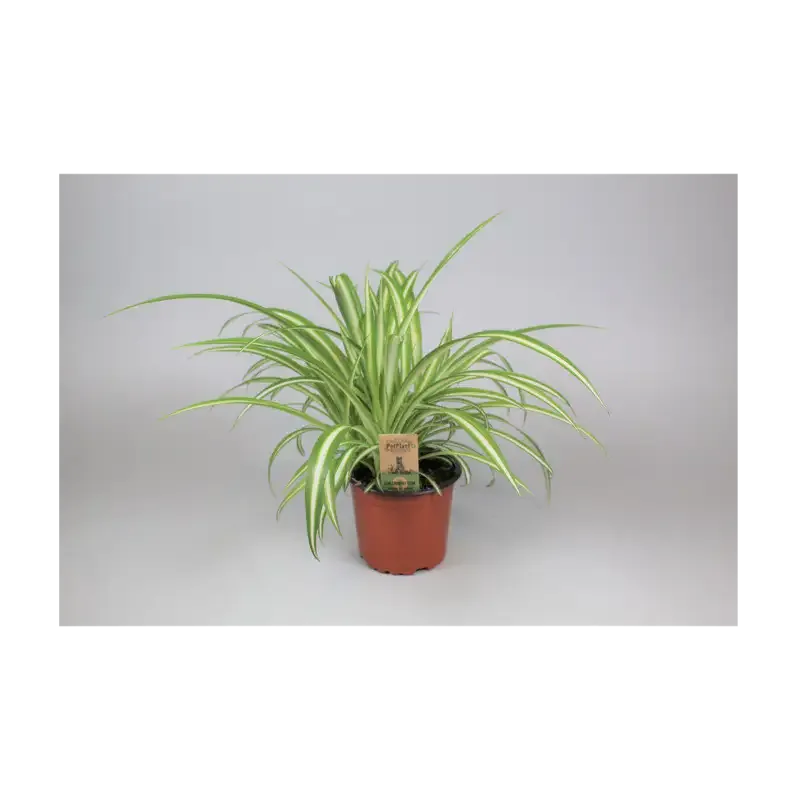 Kaningräs Kruka – 12 CM