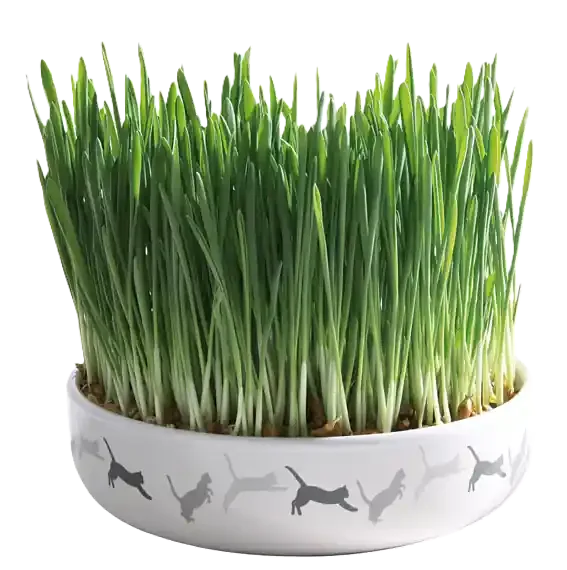 Kattgräs med keramikskål 15×4 cm, ca 50 g Snabb frakt