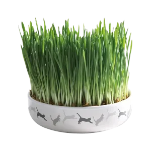 Kattgräs med keramikskål – 50 G