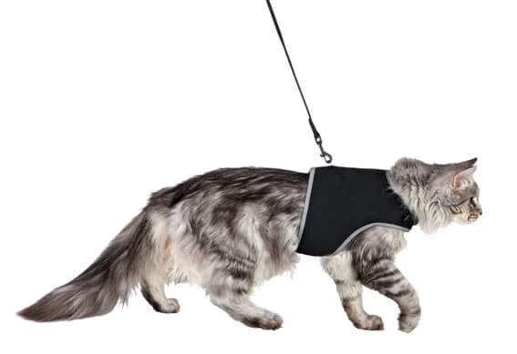 Kattseleväst XXL & Koppel Svart