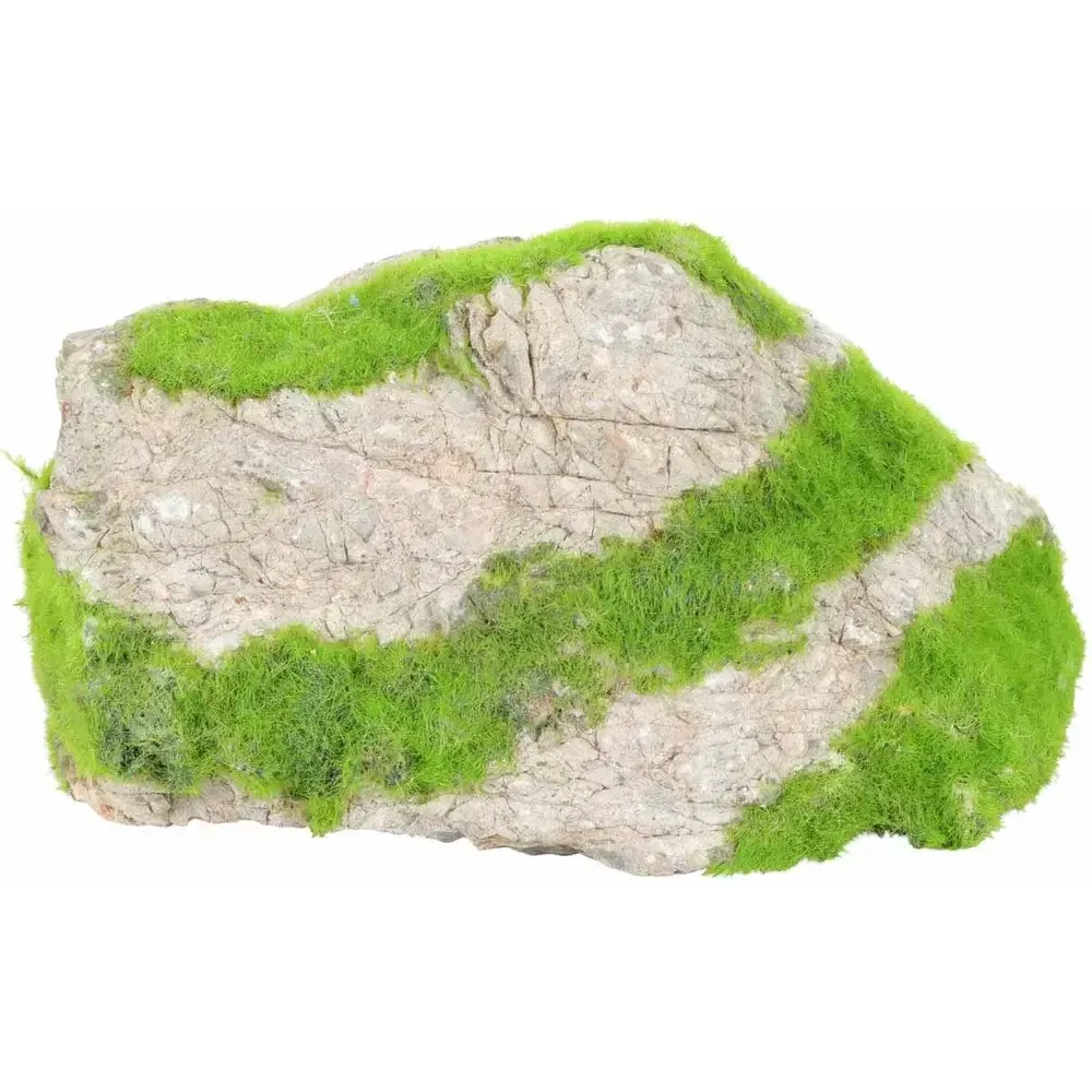 Kipouss Grey Stone S W/ Live Plant Seeds