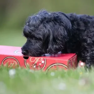 KURS – HUND – NOSEWORK PROVA PÅ