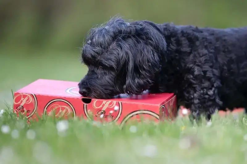 KURS – HUND – NOSEWORK PROVA PÅ
