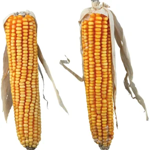 Maize Cobs 2-pack