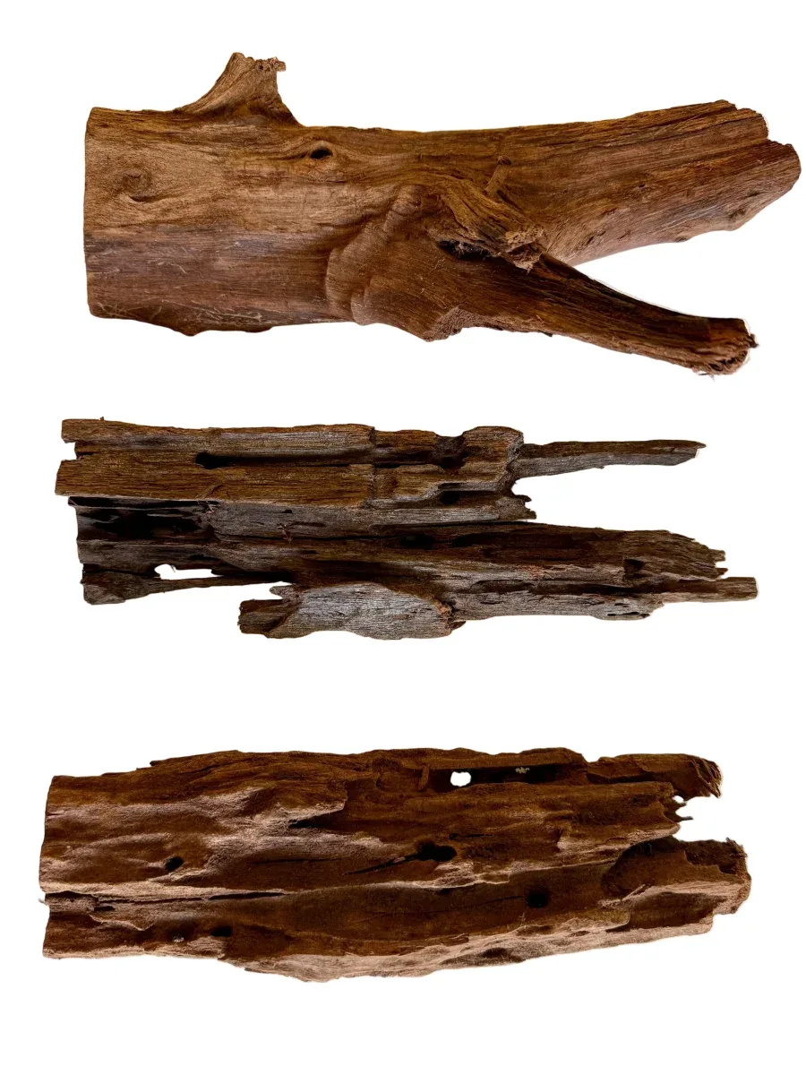 Mangroverot M – 20–25 cm
