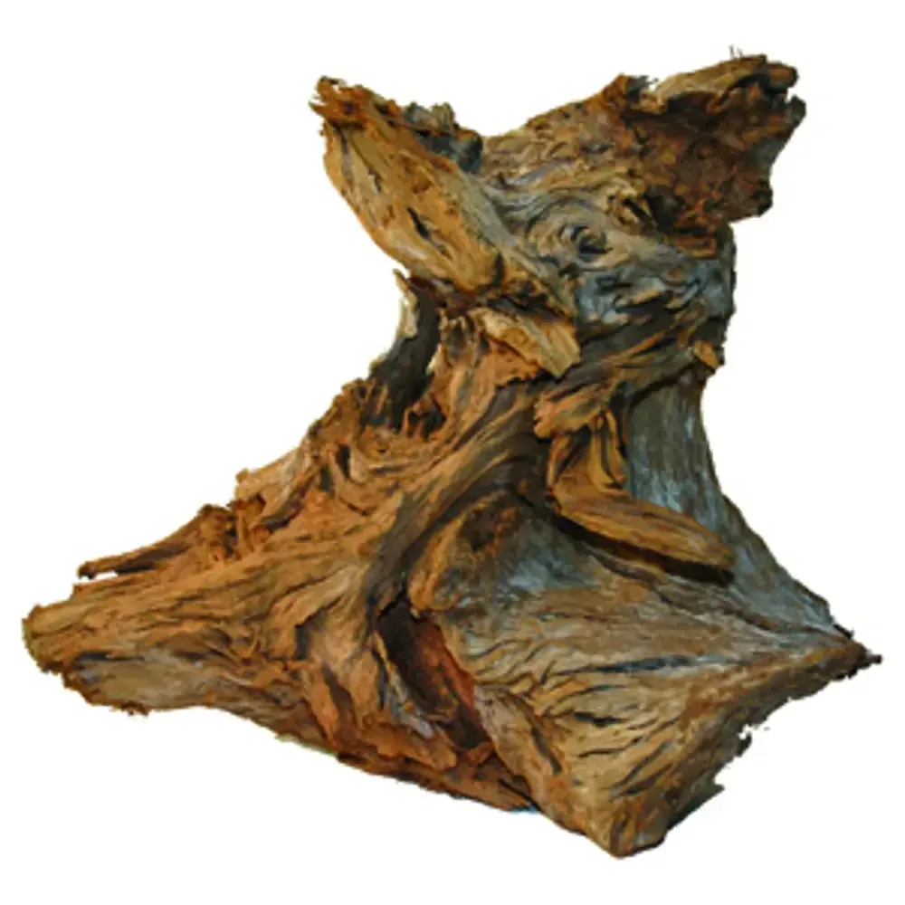 Mangroverot Mini 10-20cm