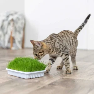 Mjukt Kattgräs