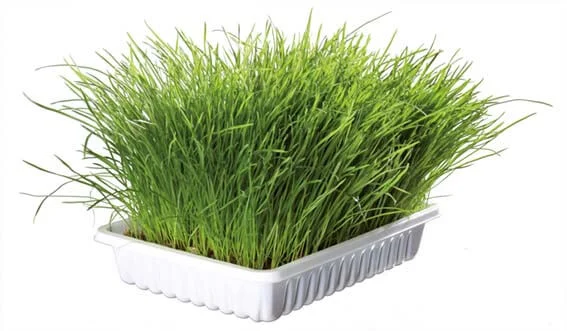 Mjukt Kattgräs Vitaminberikat 100g - Image 2