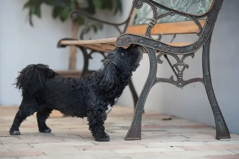 NOSEWORK 1 UTVECKLING