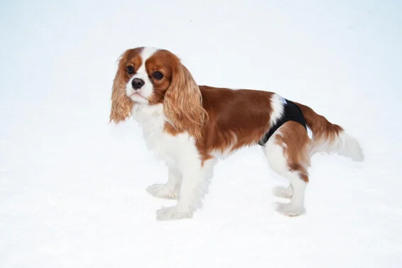 PetNation Tikskydd Svart 50cm - Image 2